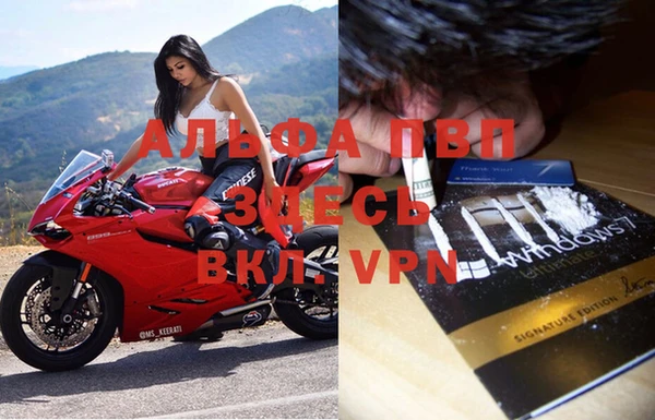 прущие грибы Абаза